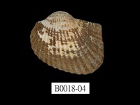 藏品(舵毛蚶)的圖片